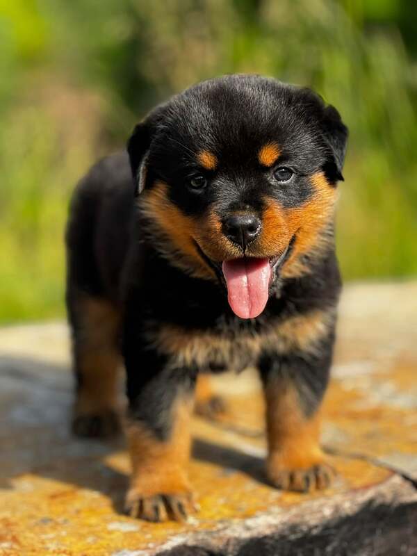 A female rottweiler standing guard with her protective instincts, incredible temperament, and loyal disposition.  She is standing on a bolder guarding the house.