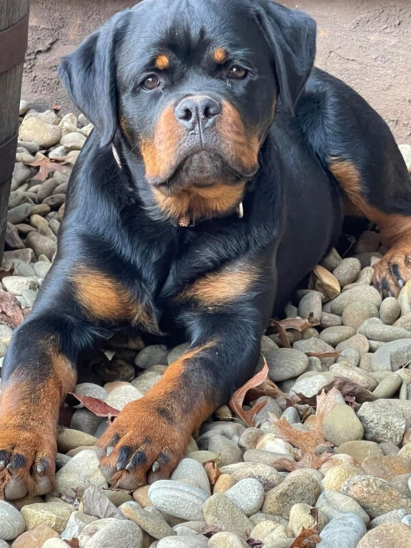 Year old healthy and loving Serbian rottweiler who is laying on some river rock on guard, as she protects her family. 