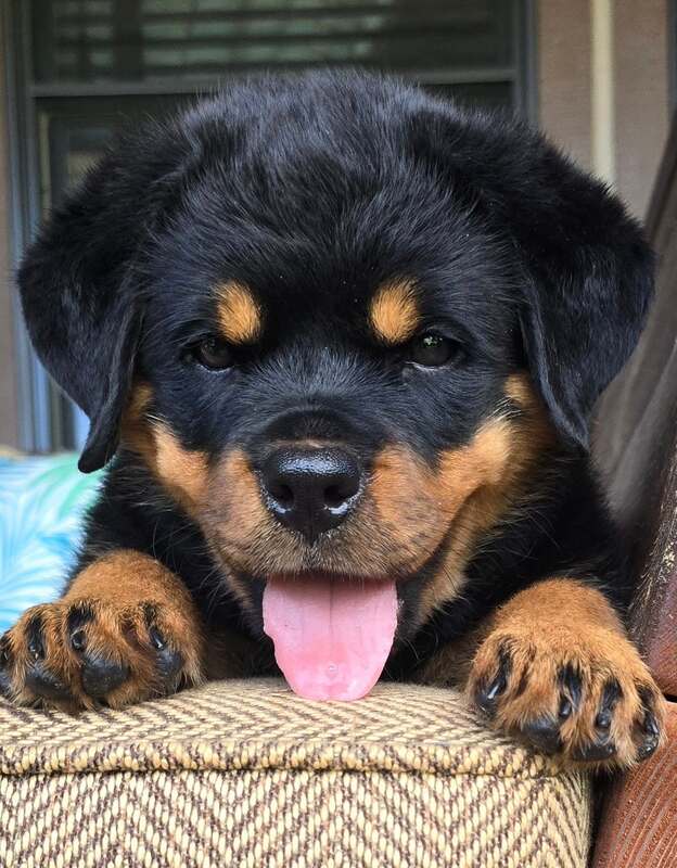 Rottweiler puppy standing on a flower pot, smelling the flowers. She is six weeks old and comes from a champion bloodline.