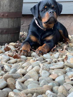 Year old healthy and loving Serbian rottweiler who is laying on some river rock on guard, as she protects her family. 