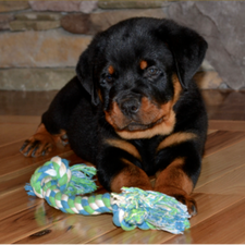 A five week old rottweiler puppy playing with a toy inside. The male rottweiler is AKC registered and comes from European champion bloodlines. 