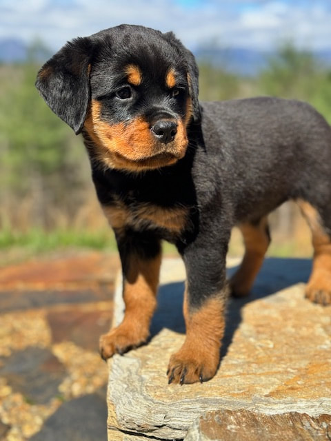 A female rottweiler standing guard with her protective instincts, incredible temperament, and loyal disposition.  She is standing on a bolder guarding the house.