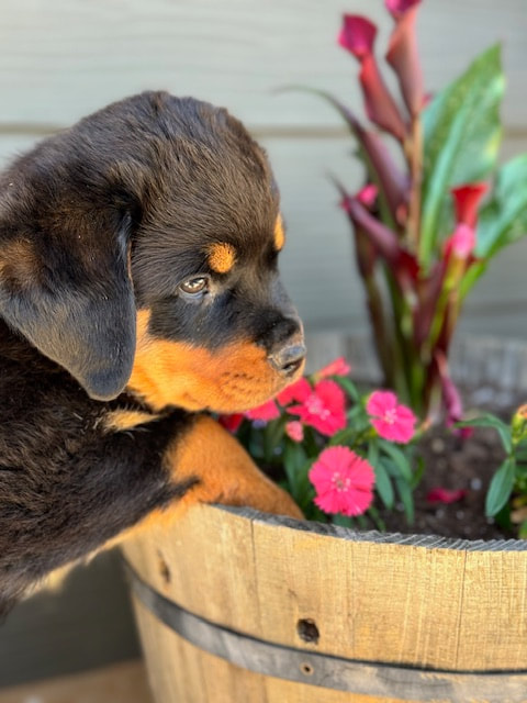 Rottweiler puppy standing on a flower pot, smelling the flowers. She is six weeks old and comes from a champion bloodline.