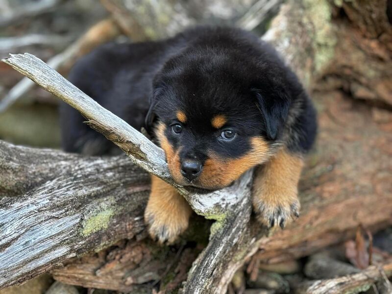 Vom Rottweiler Available Rottweiler Puppies - VOM BERG ROTTWEILERS