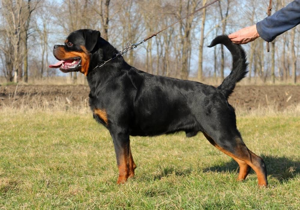 Vom Rottweiler Available Rottweiler Puppies - VOM BERG ROTTWEILERS